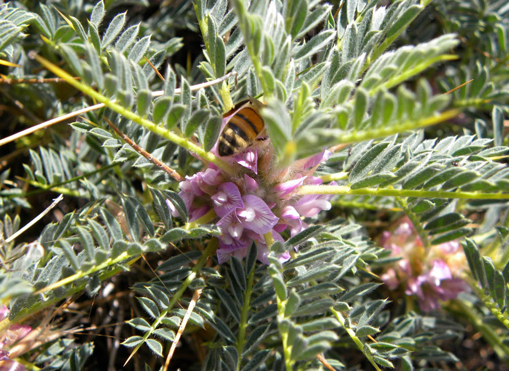 Astragalus siculus / Astragalo dell''Etna